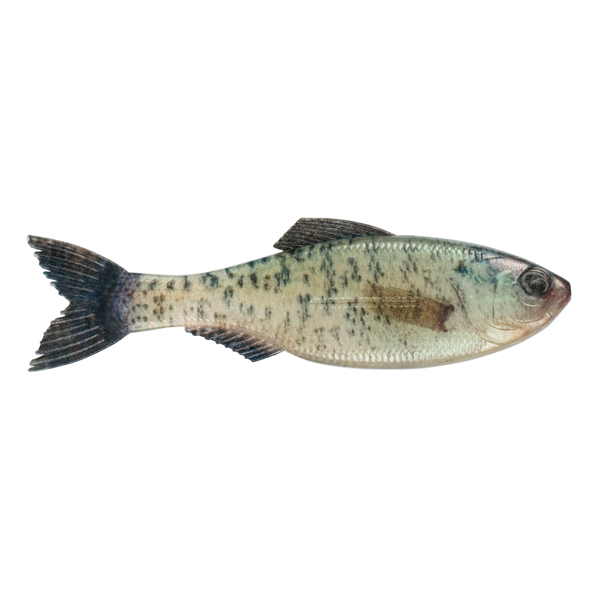 6th Sense Plump Panorama Live Crappie
