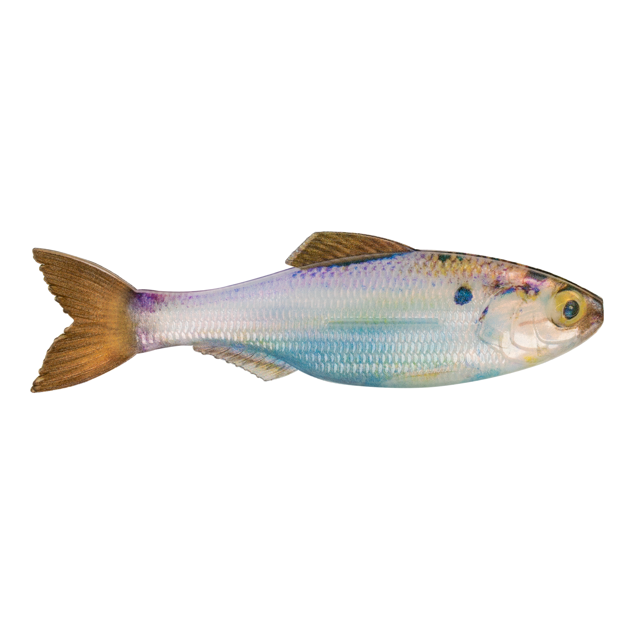 6th Sense Plump Panorama Live Gizzard Shad
