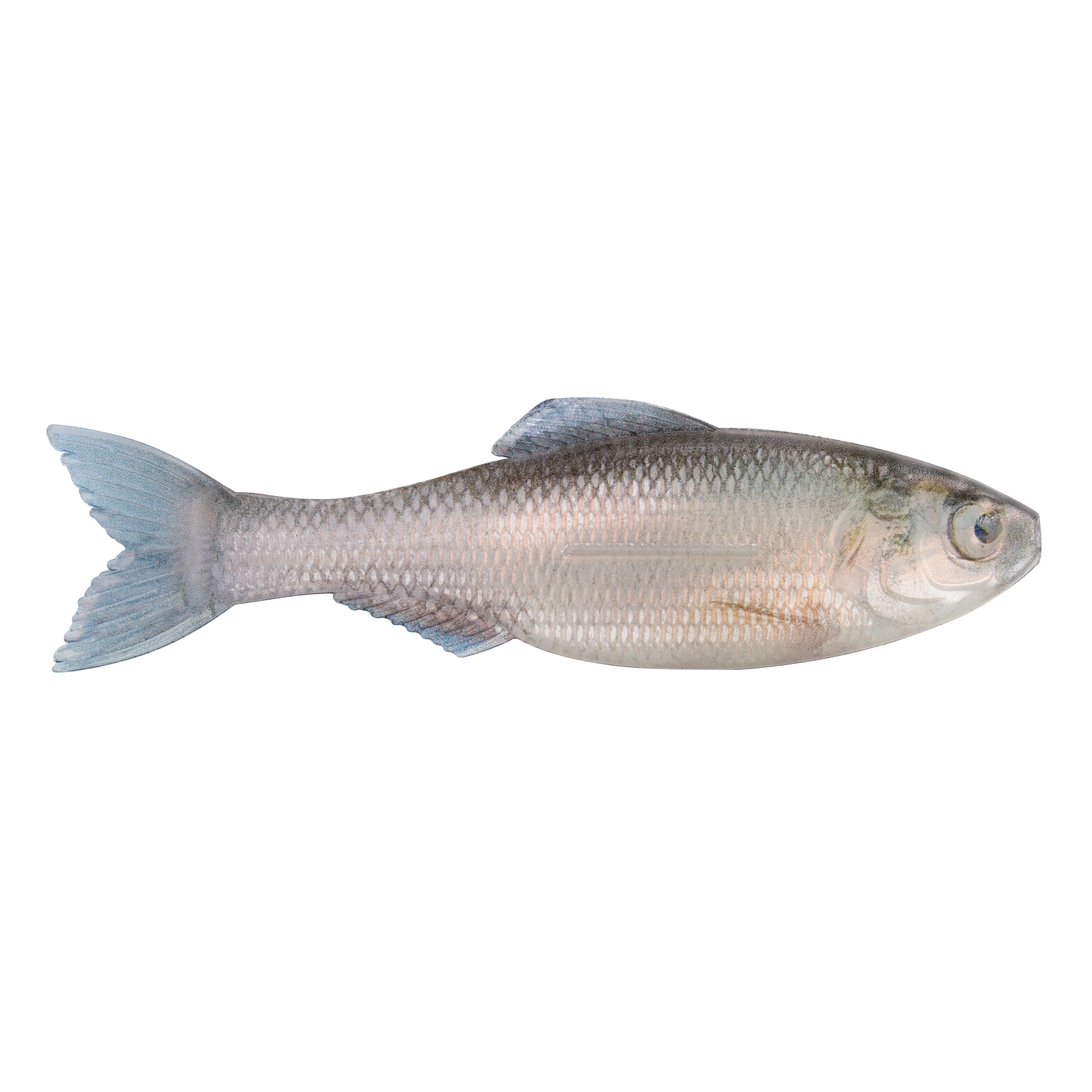 6th Sense Plump Panorama Live Minnow