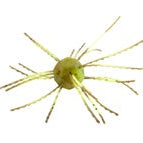 Strike King Tumbleweed Floating Summer Craw