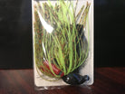 Santone Rattlin' Jig Watermelon Chartreuse Red 3 4oz