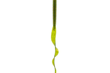 6th Sense Boosa Ribbon Tail 9.6 Watermelon Red