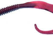 Zoom Big Dead Ringer Worm 8"