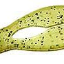 Zoom Super Chunk JR. Summer Craw 301