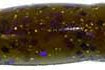 Zoom Z Drop Worm 15pk Green Pumpkin Purple Gold