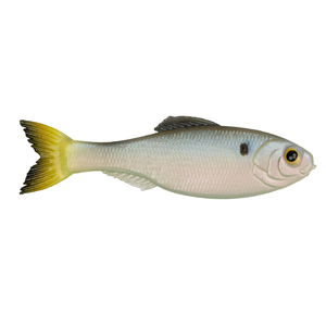 6th Sense Panorama Clearwater Shad 5.0 (3 pk)