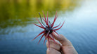 Core Tackle Dice Rig 3pk