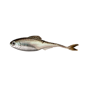 6th Sense Fiction Shad Green Shiner