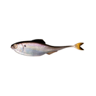 6th Sense Fiction Shad Live Gizzard Shad