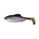 6th Sense Panorama Swimbait - Unrigged Live Gizzard Shad