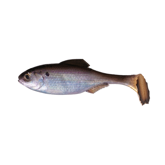 6th Sense Panorama Swimbait - Unrigged Live Gizzard Shad