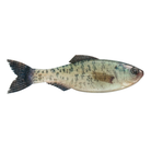 6th Sense Plump Panorama Live Crappie