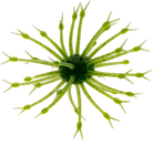G-Ratt Baits Pop-A-Web Watermelon Black Flake