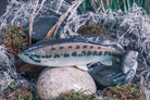 Defiant 210 Swimbait Black Bass