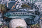 Defiant 210 Swimbait Ghost Black Bass Moderate