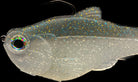 Bull Shad 4.5" Nacho Bluegill Flash