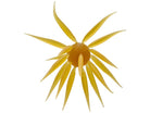 Hideup Coike Fish Elastomer Creature Bait Kuririnkintoki