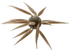 Hideup Coike Fish Elastomer Creature Bait Tamaranbai Dark Shrimp