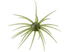 Hideup Coike Creature Bait 17mm Watermelon Seed