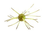 Strike King Tumbleweed Floating Summer Craw