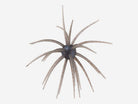Hideup Coike Creature Bait 17mm Shinikakegill