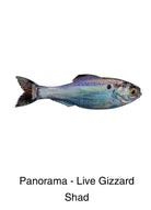 6th Sense Panorama Live Gizzard Shad pk)