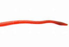 Zoom Trick Worm