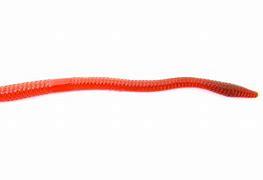 Zoom Trick Worm